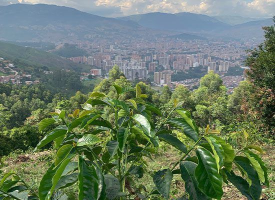 Los 5 Mejores Tours por Pueblos Cerca de Medellín Café tour
