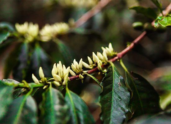 Medellín Coffee Tour Café siembra