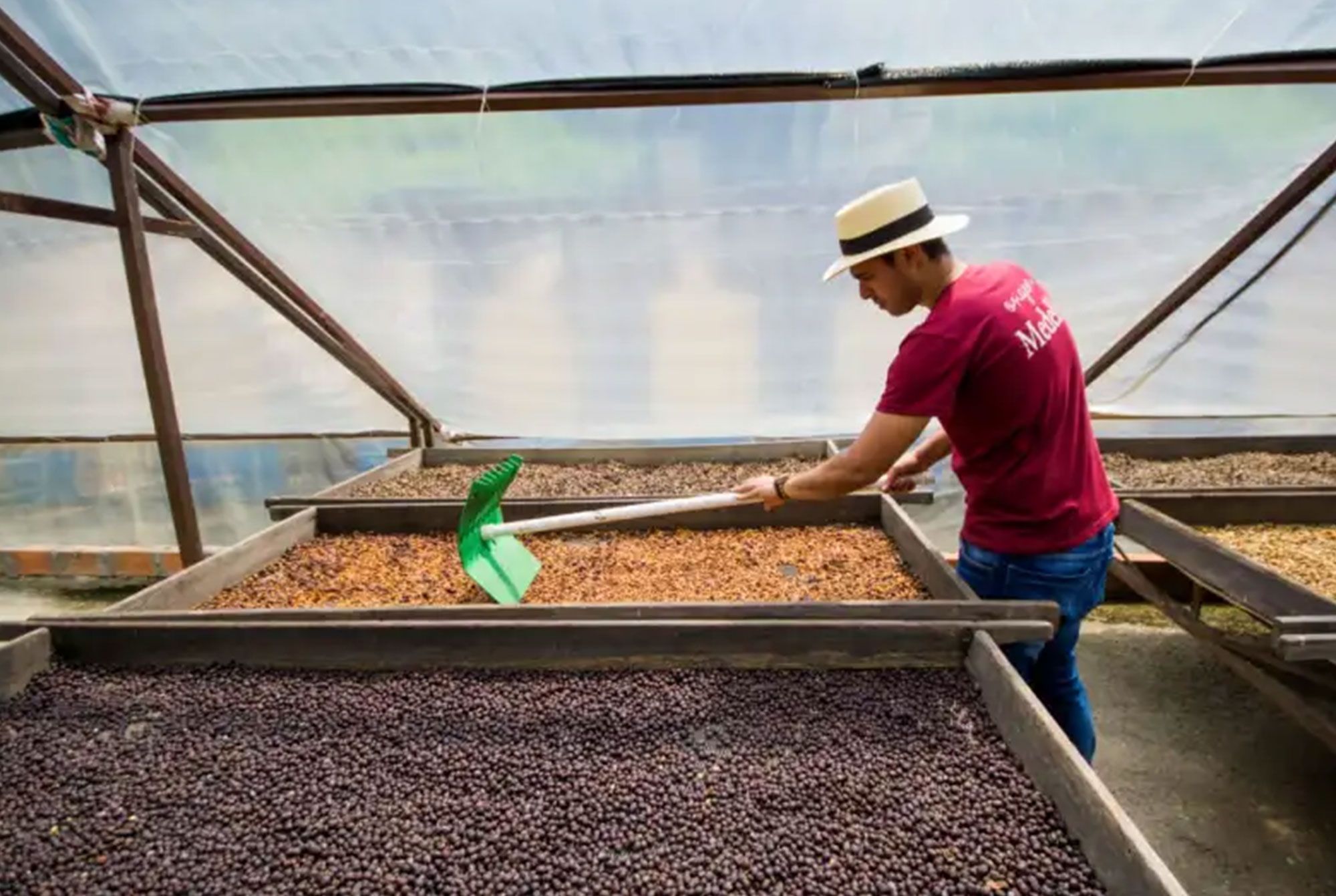 Medellín Coffee Tour proceso café