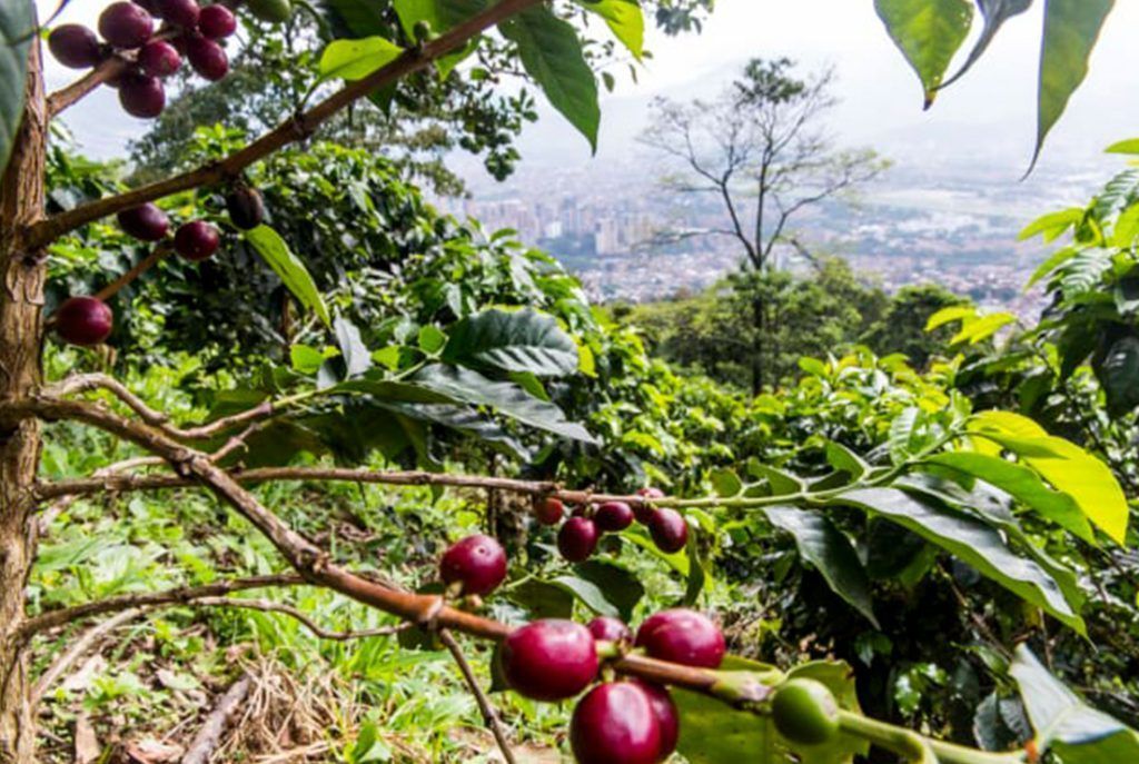 5 Tours Cerca de Medellín: Diferentes Maneras de Explorar la Magia de Antioquia Café sembrados