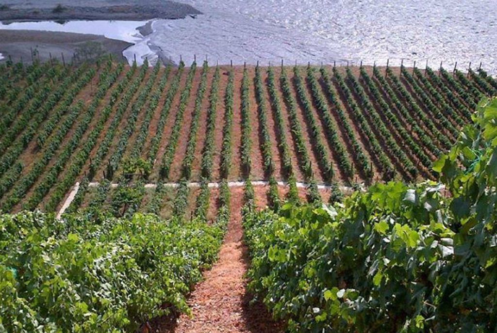 5 Tours por Antioquia Imperdibles Viñedos
