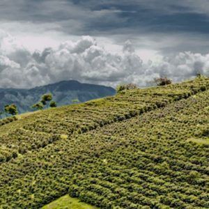 Imagen-Medellín-Coffee-Tour---Medellín-Tours-VIP
