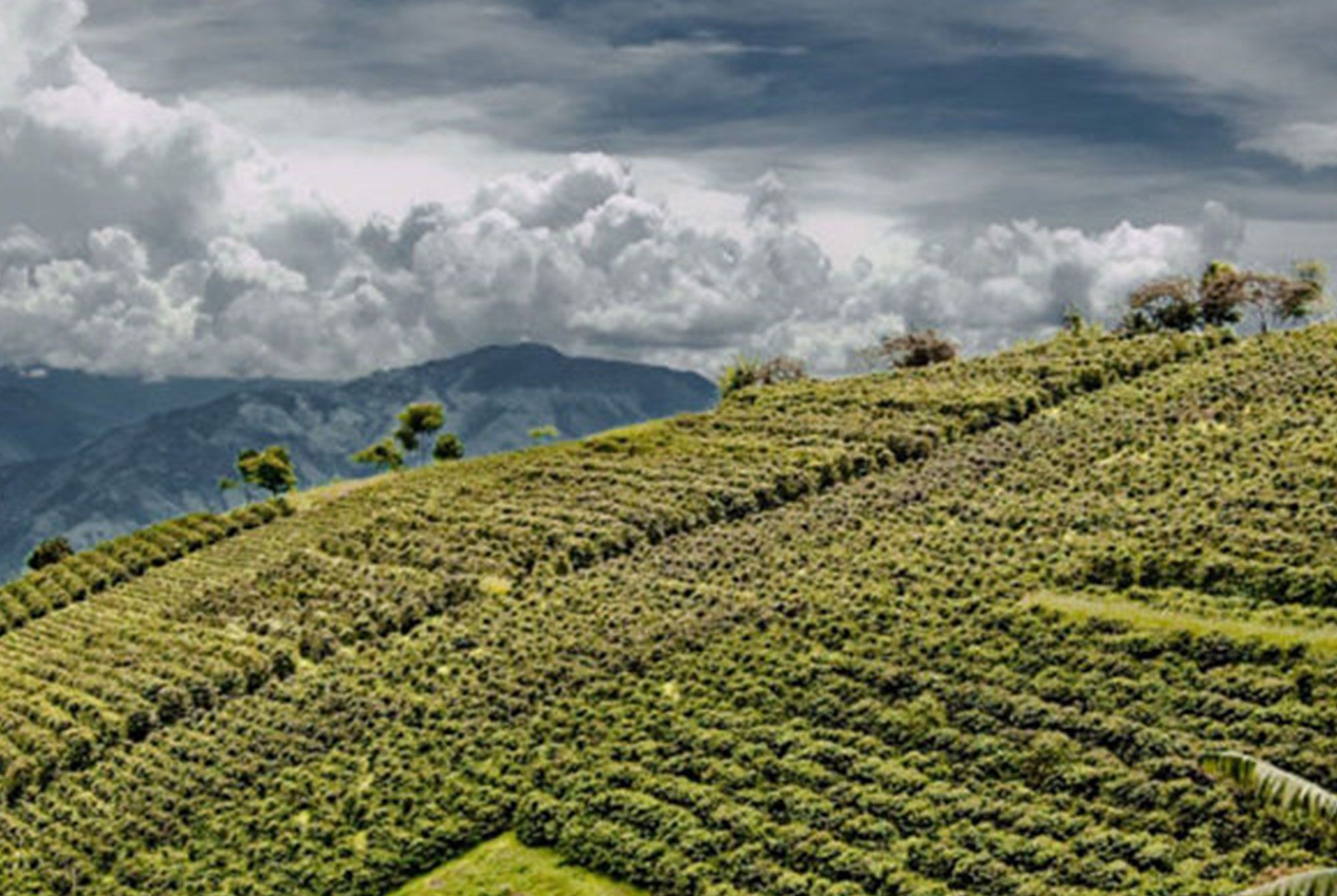 Medellín Coffee Tour Imagen-Medellín-Coffee-Tour---Medellín-Tours-VIP