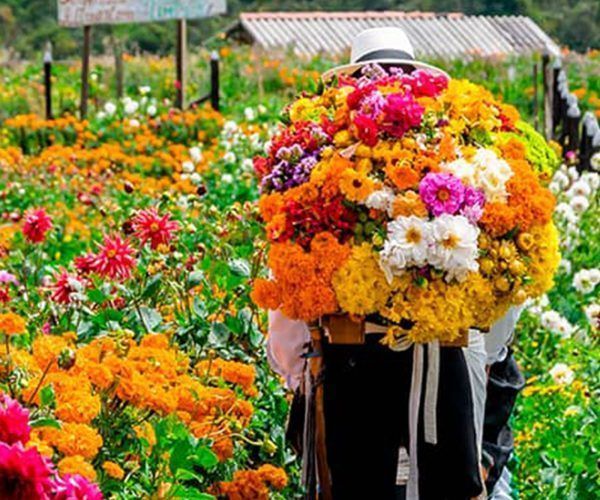 Nosotros Flores cultura Medellín